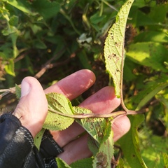 Lepechinia caulescens