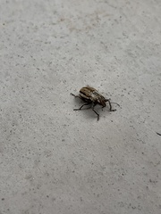 Naupactus peregrinus