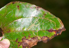 Marmara smilacisella