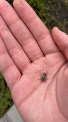 Naupactus peregrinus