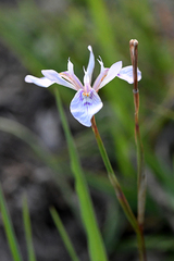 Moraea elliotii