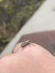 Naupactus peregrinus