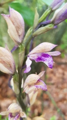 Limodorum abortivum