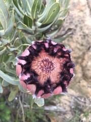 Protea laurifolia