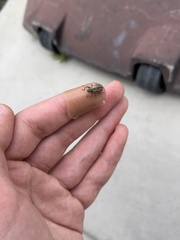 Naupactus peregrinus