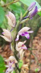 Limodorum abortivum