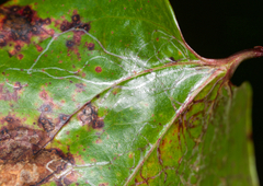 Marmara smilacisella