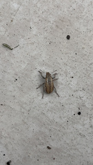 Naupactus peregrinus