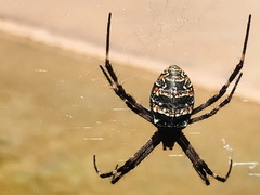 Argiope dietrichae