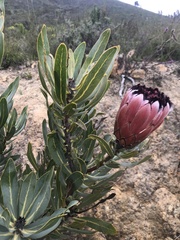Protea laurifolia