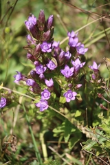 Gentianella germanica