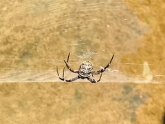 Argiope dietrichae