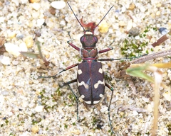 Cicindela hybrida