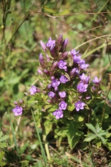 Gentianella germanica