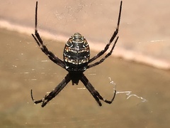 Argiope dietrichae