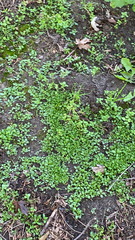 Callitriche stagnalis