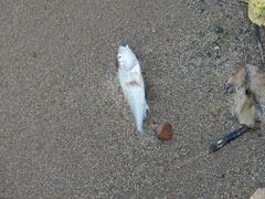 Gymnocephalus cernua