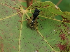 Polistes nimpha