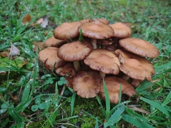 Desarmillaria caespitosa