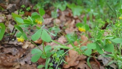 Lotus ornithopodioides