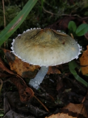 Stropharia caerulea