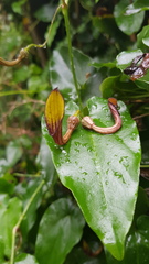 Aristolochia sempervirens