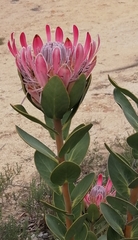 Protea compacta