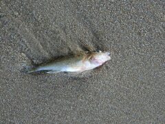 Gymnocephalus cernua