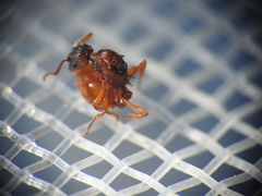 Myrmica ruginodis