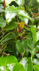 Aristolochia sempervirens