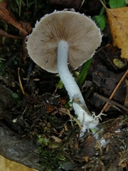 Stropharia caerulea