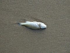 Gymnocephalus cernua