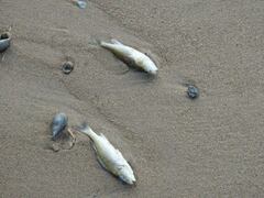 Gymnocephalus cernua