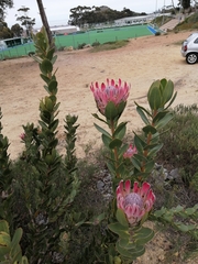 Protea compacta