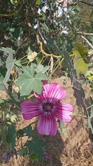 Malva assurgentiflora