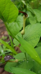 Aristolochia rotunda