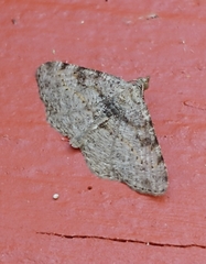 Digrammia gnophosaria