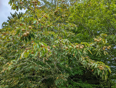 Aesculus flava