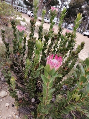 Protea compacta