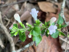 Clinopodium carolinianum