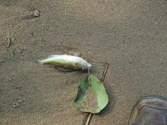 Gymnocephalus cernua