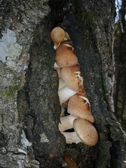 Armillaria borealis
