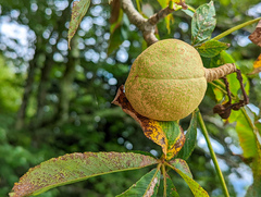 Aesculus flava
