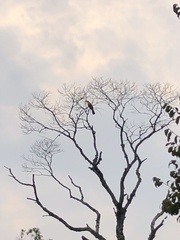 Ramphastos dicolorus
