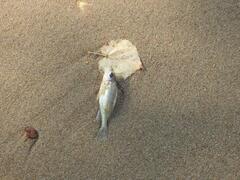 Gymnocephalus cernua