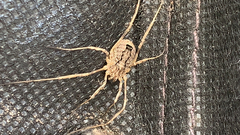 Odiellus spinosus