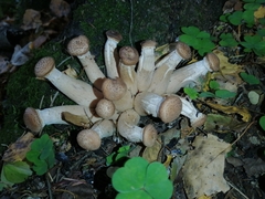 Armillaria borealis