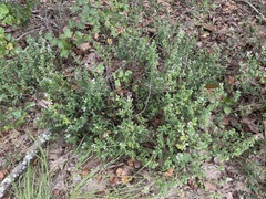 Clinopodium carolinianum