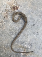 Malpolon monspessulanus