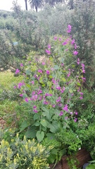Lunaria annua